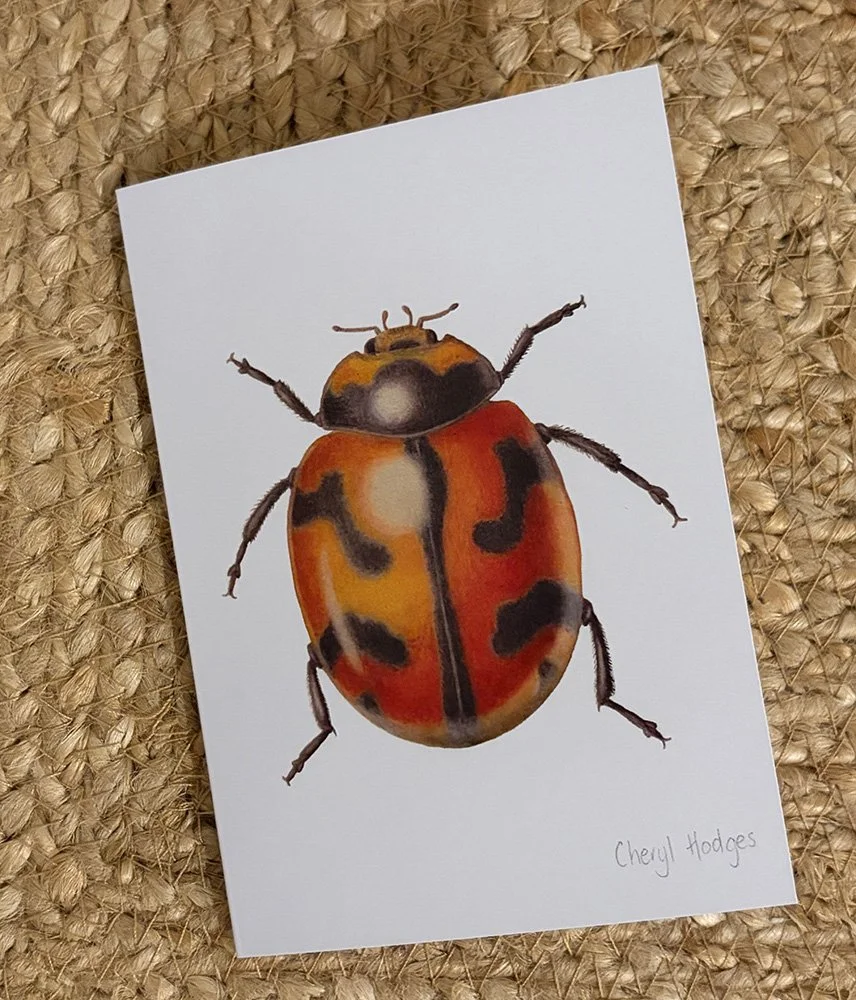 ladybird card 3.jpg