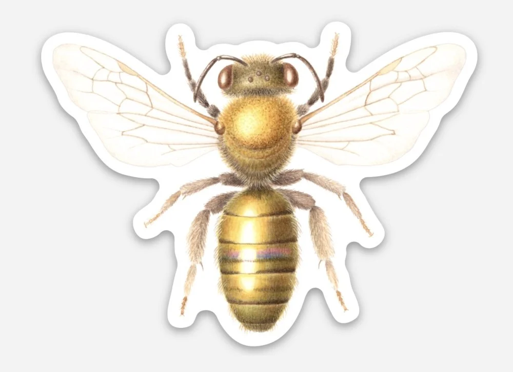 leioproctus amabilis sticker.jpg