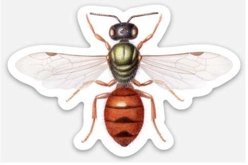homalictus punctatum sticker etsy.jpg