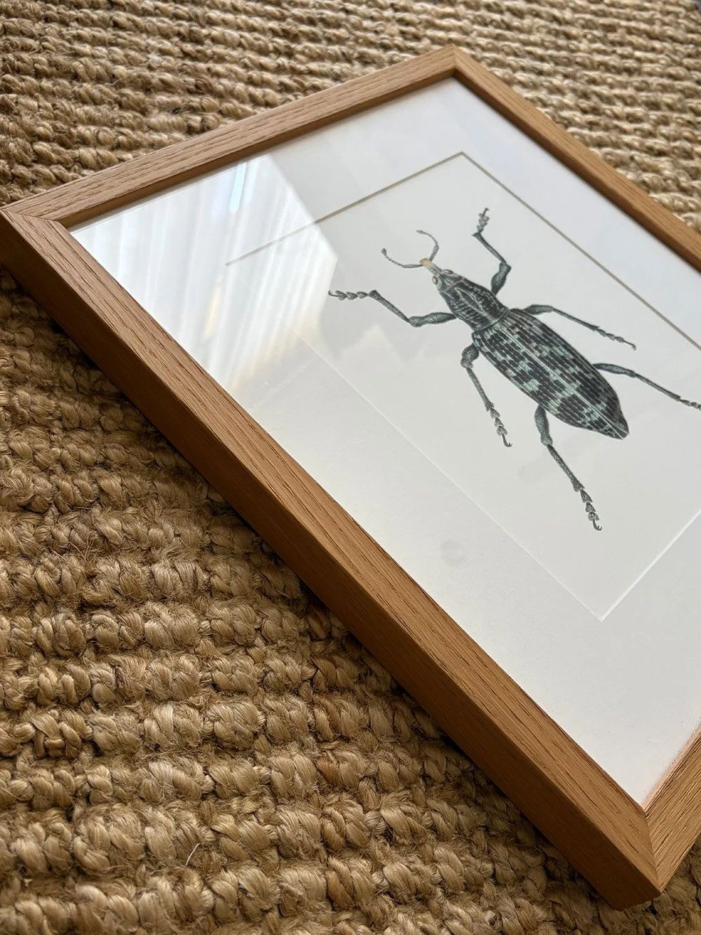 botany bay weevil 2.jpg