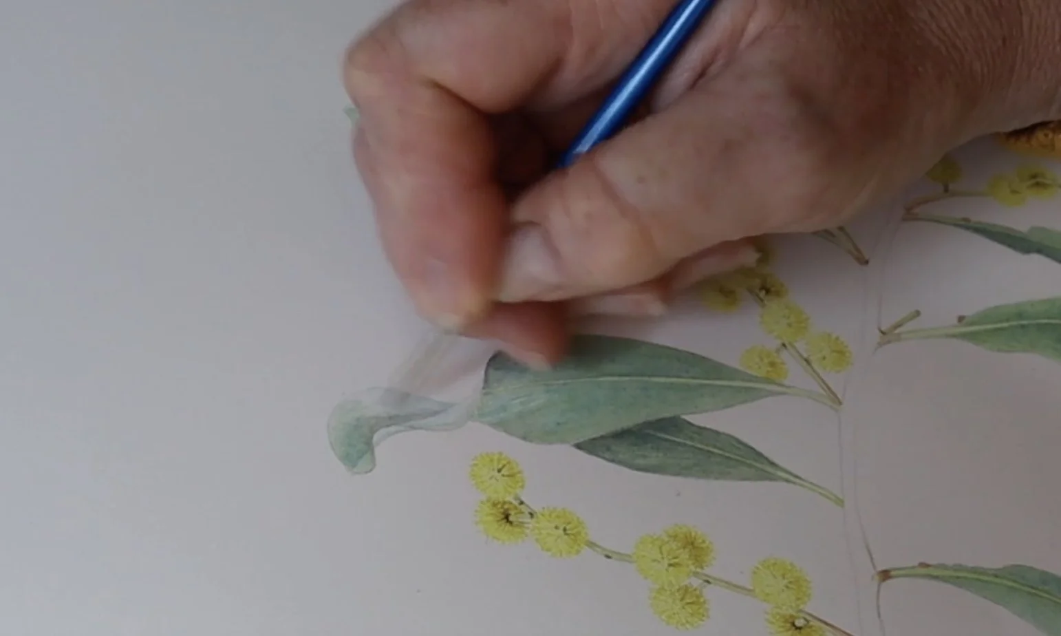 acacia tutorial still 4.jpg