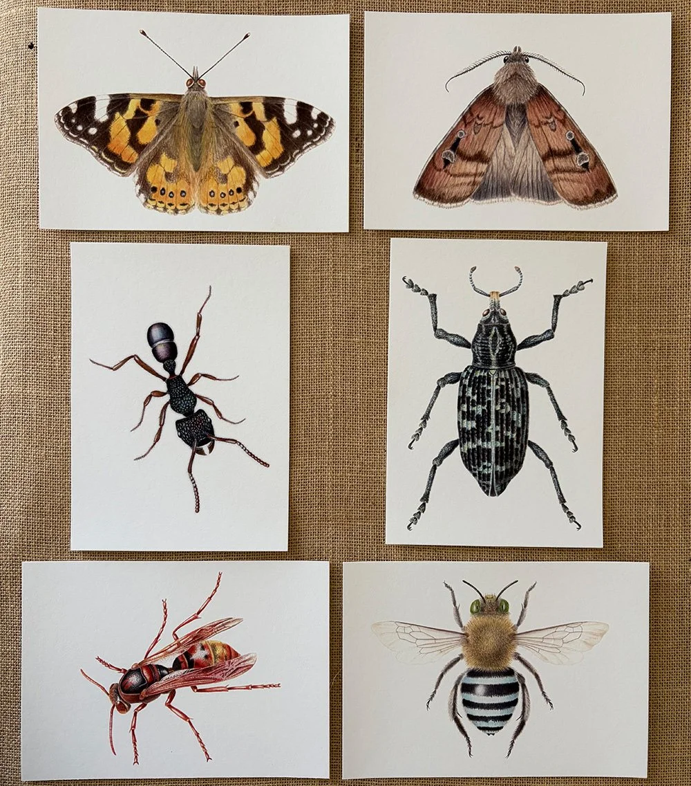 insect prints photo.jpg