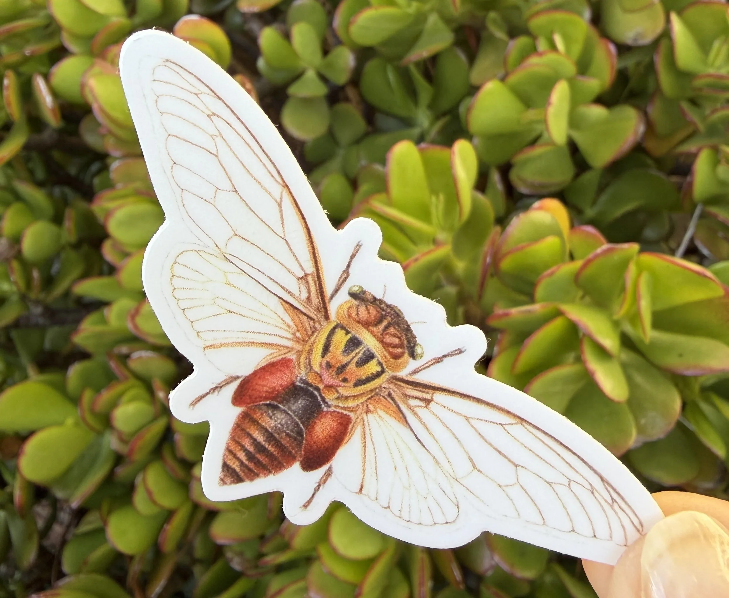 Double Drummer Cicada - Thopha saccata sticker, Australian native insect sticker
