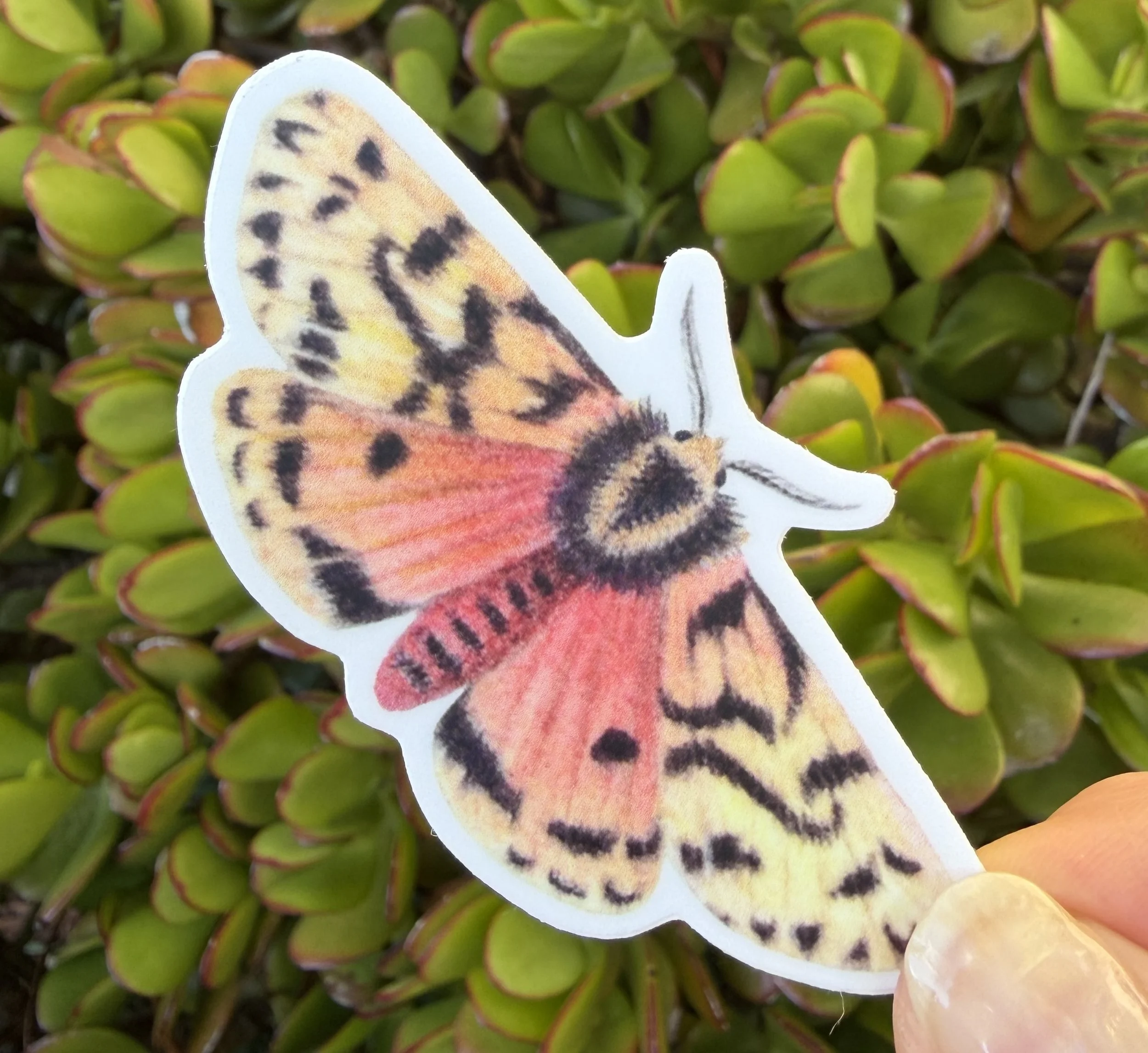 Crimson Tiger Moth sticker, Australian native insect sticker