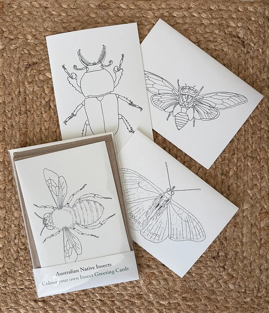 photo colouring set insects 2.jpg