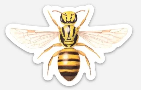 callohesma flavopicta sticker etsy.jpg