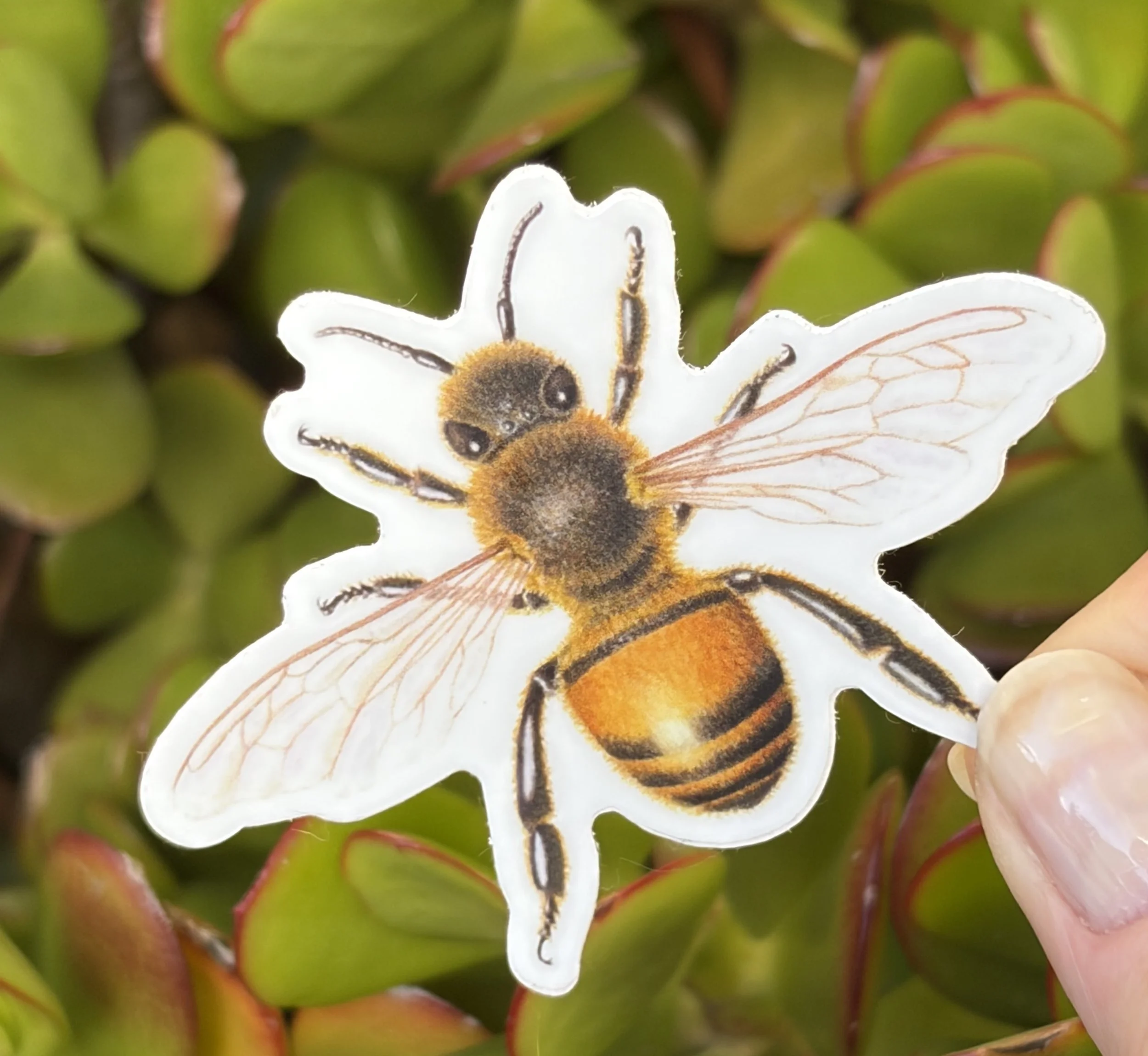 Honey bee sticker, Apis mellifera sticker