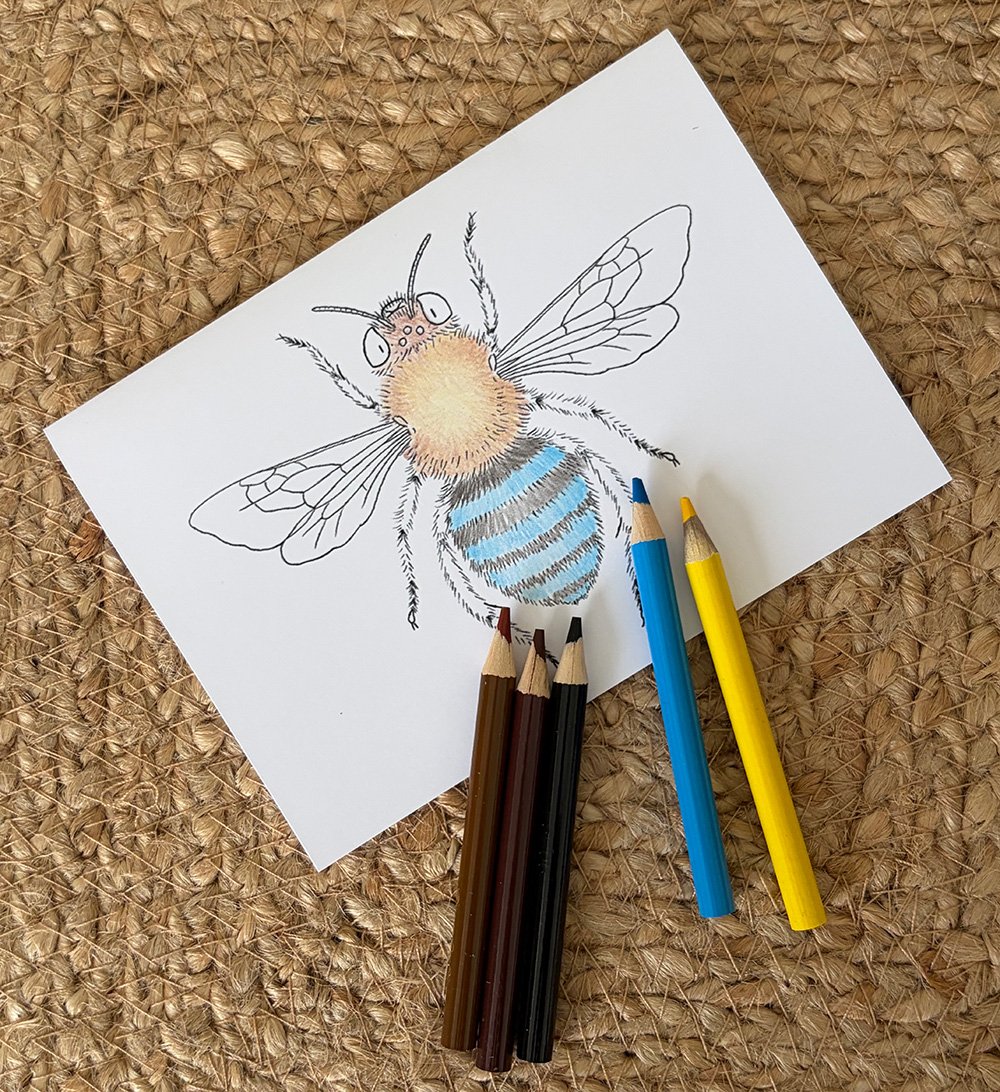blue banded bee colouring wip.jpg