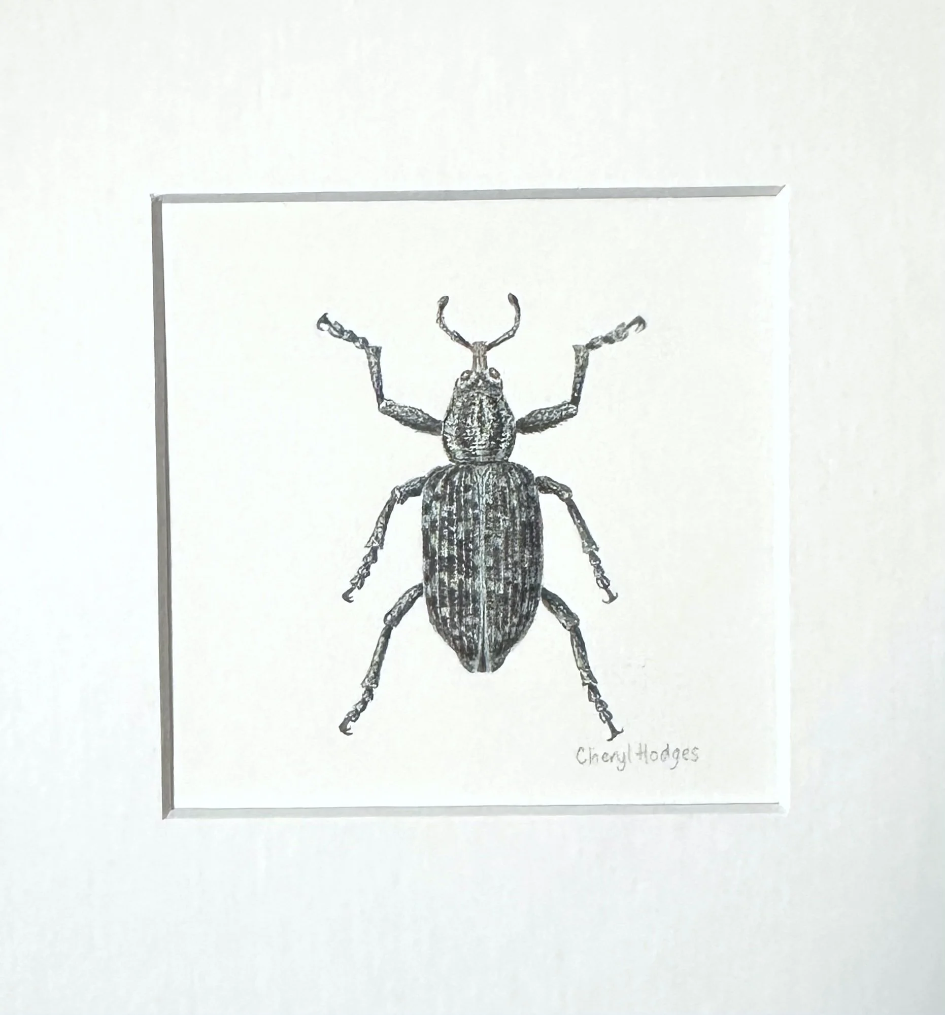botany bay weevil 2.jpeg