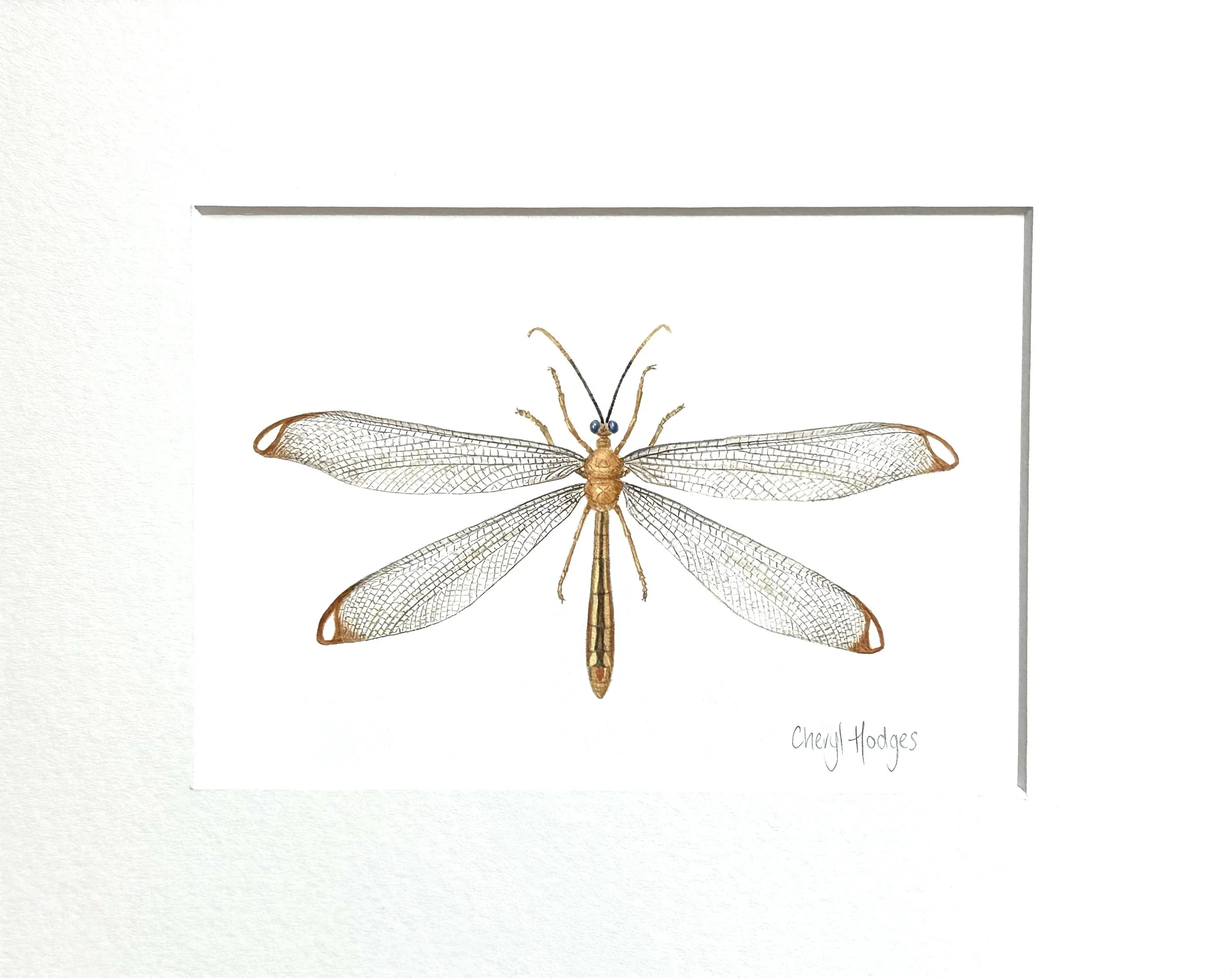 blue eyes lacewing photo 5.jpeg