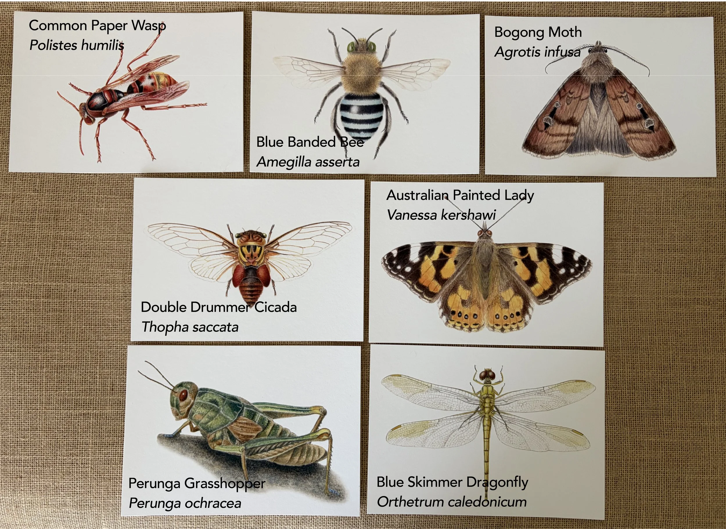 insect a5 prints labelled-21.jpg