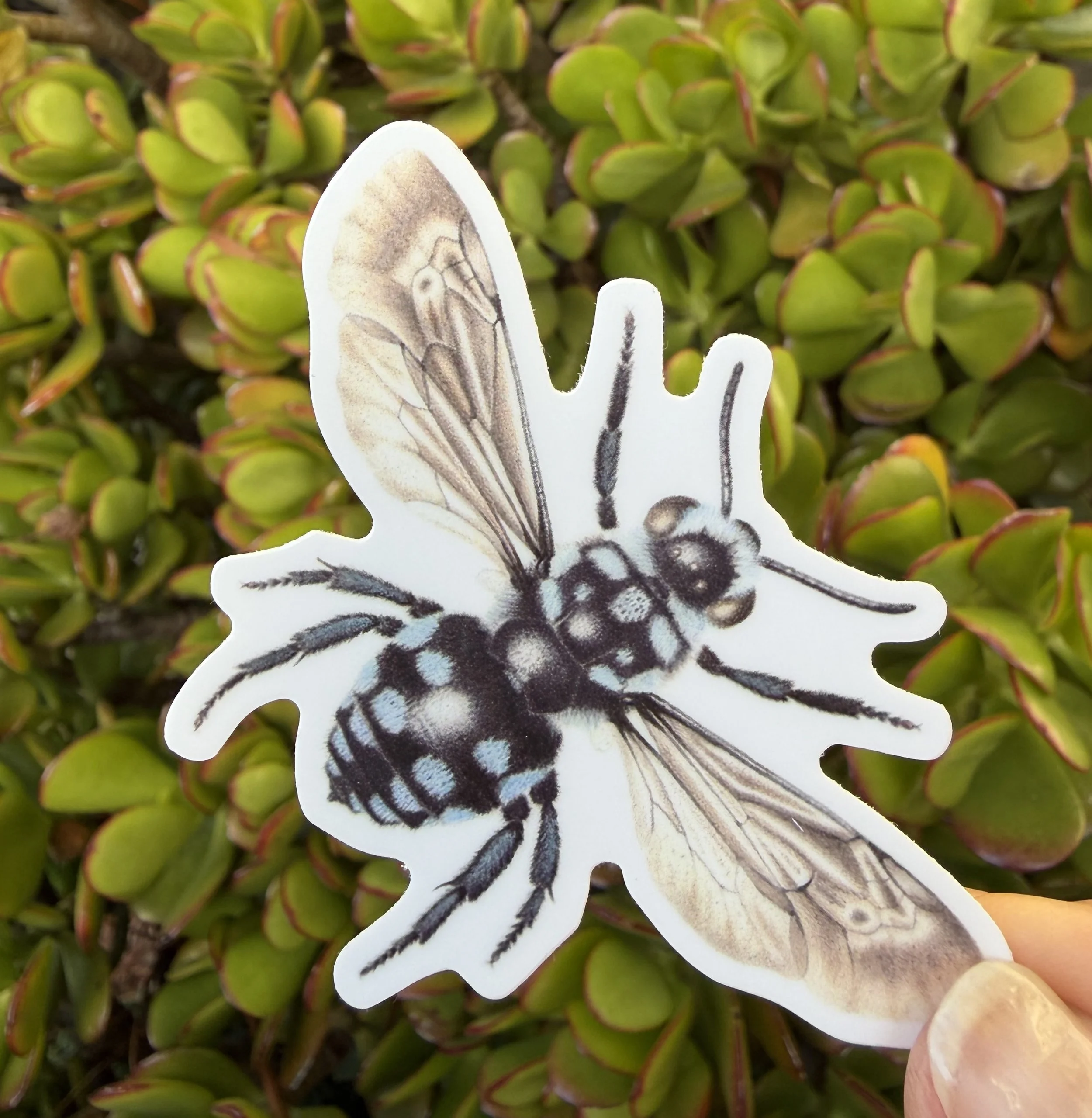 Chequered Cuckoo Bee Sticker, Australian native bee sticker