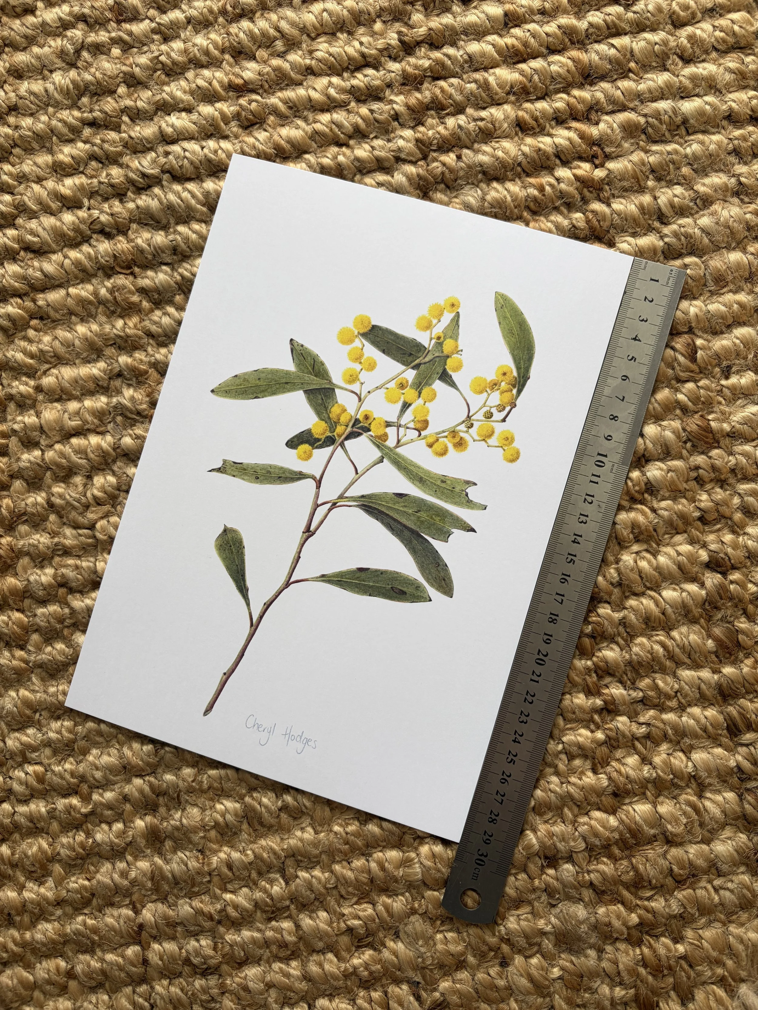 acacia 07 print 2.jpeg