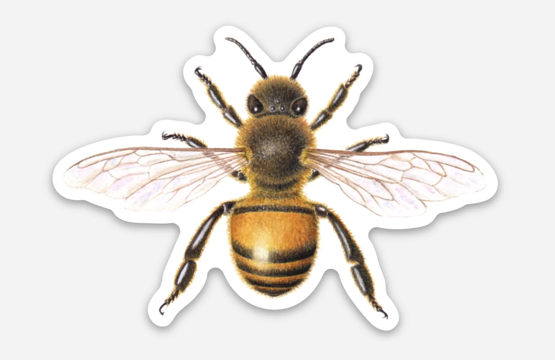 honey bee sticker image.jpg