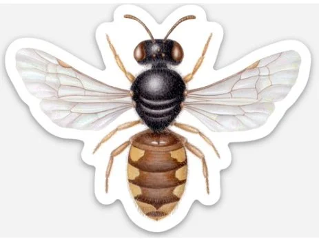 euhesma sticker etsy.jpg