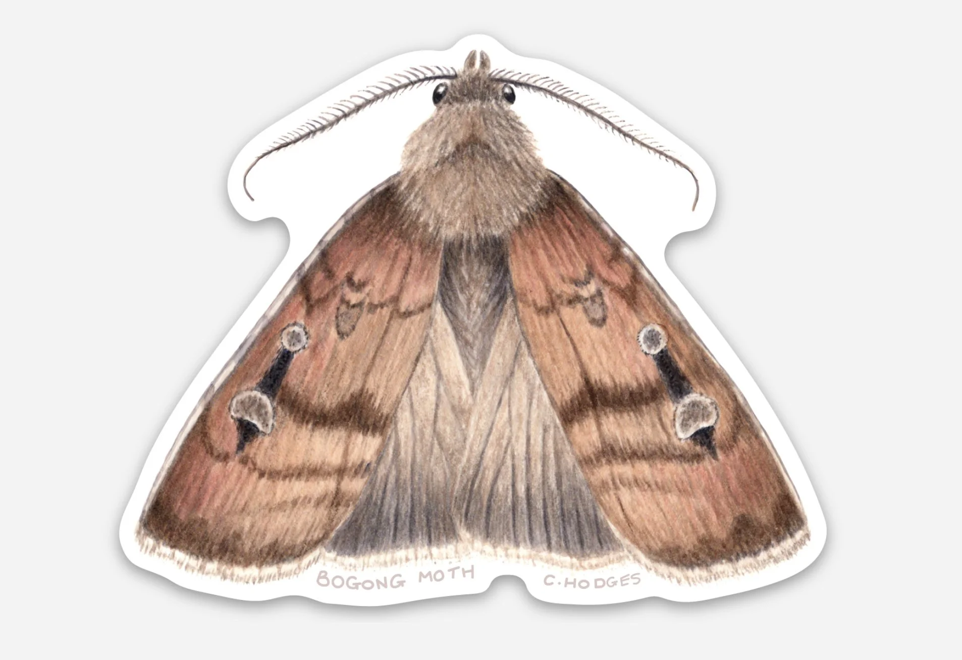bogong moth sticker image.jpg