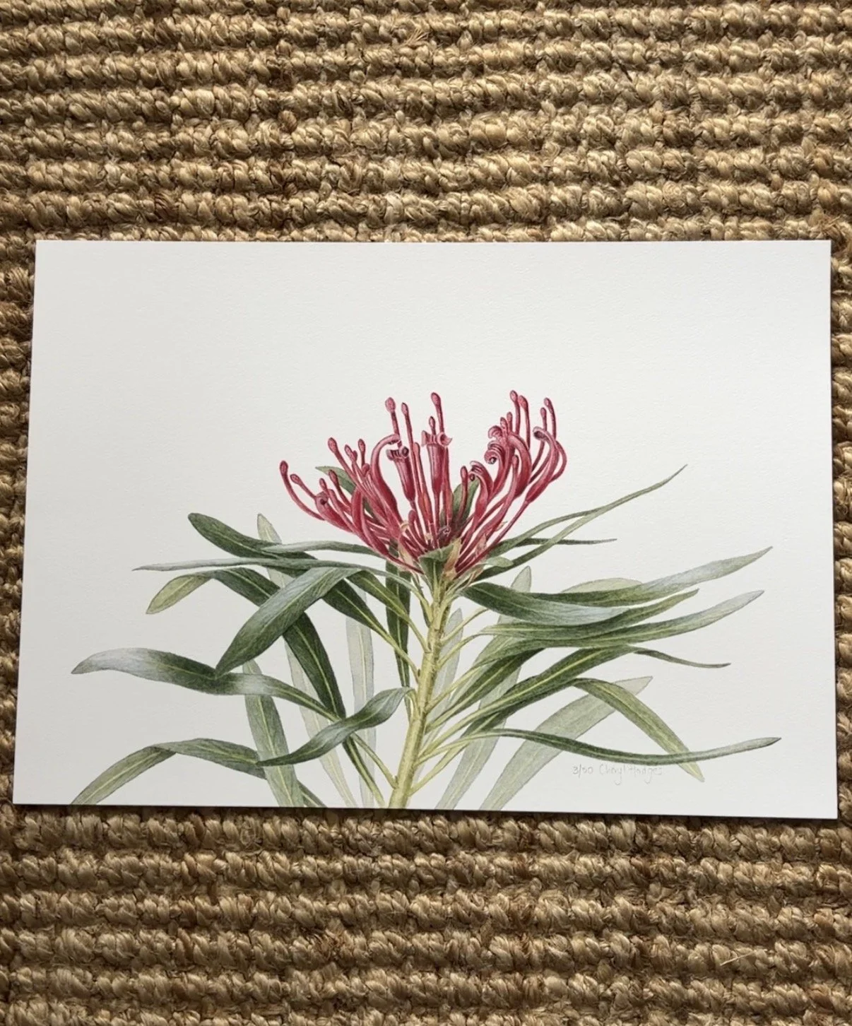Monga Waratah - Telopea mongaensis - limited edition print large A3 size