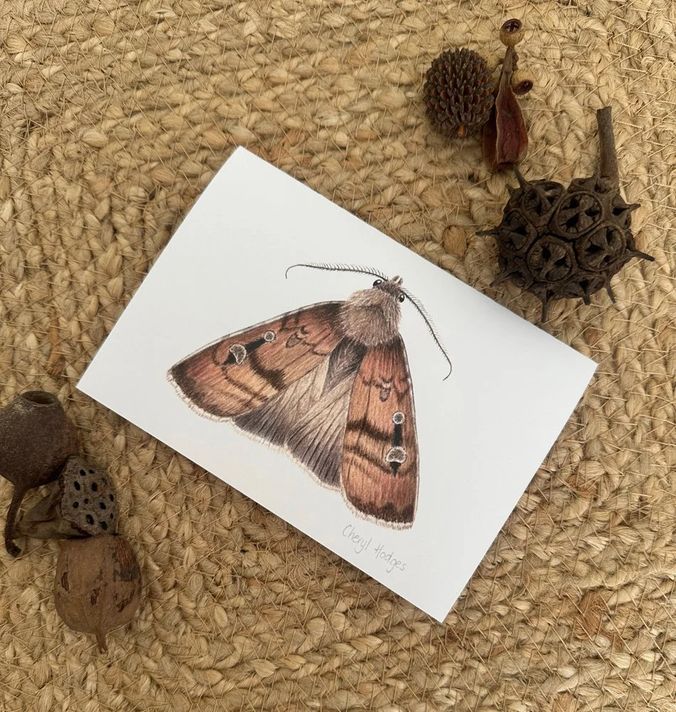 bogong-moth-card.jpg