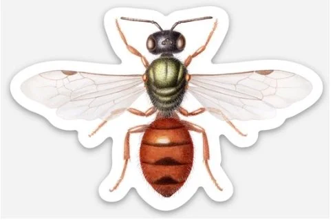 homalictus punctatum sticker etsy.jpg