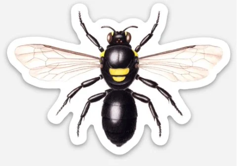 hylaeus nubilosis sticker etsy.jpg