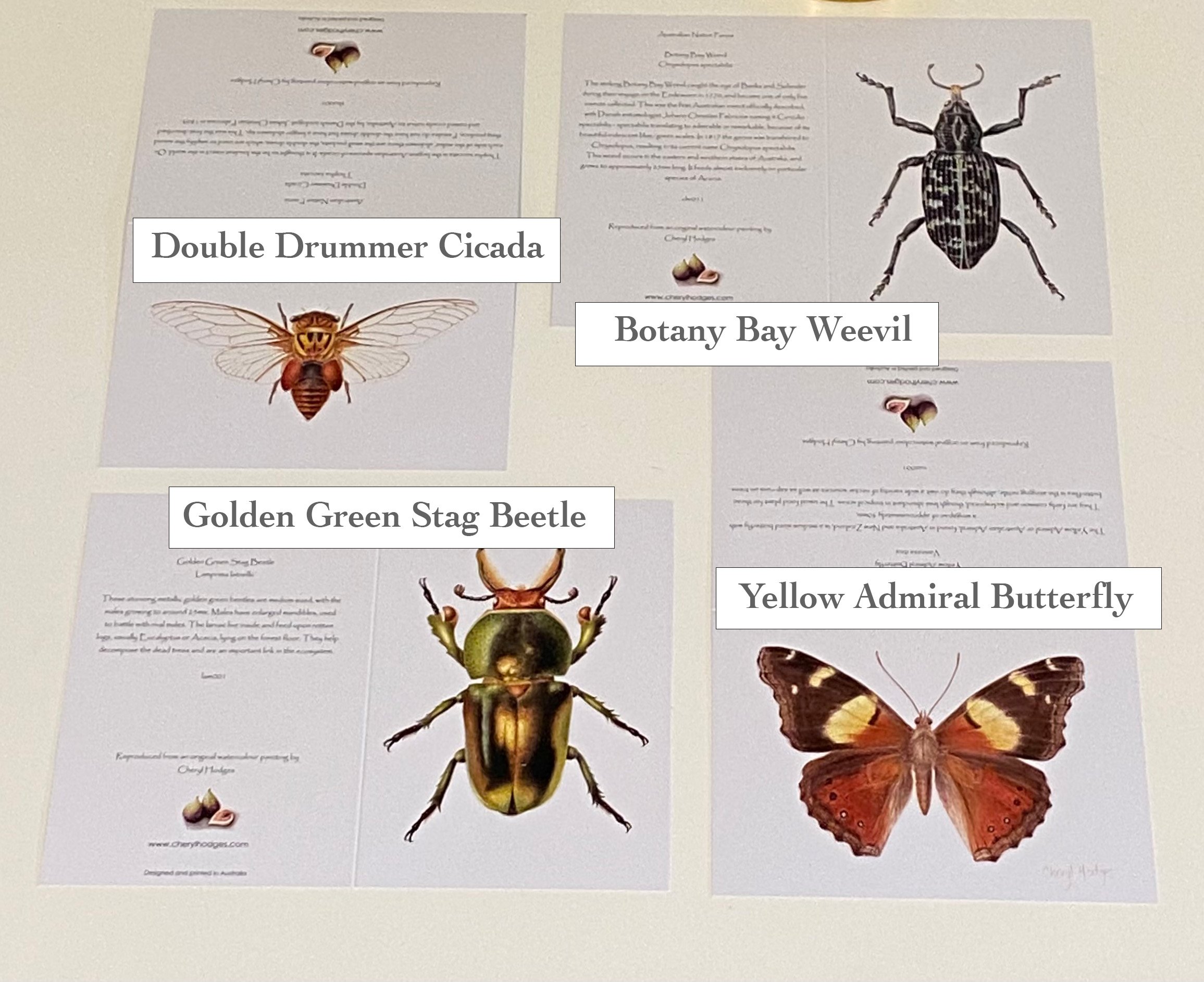 card choices insect set.jpg