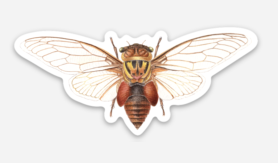 cicada sticker 3.png
