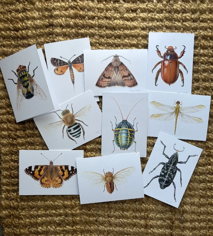 insect-10-card-set.jpg