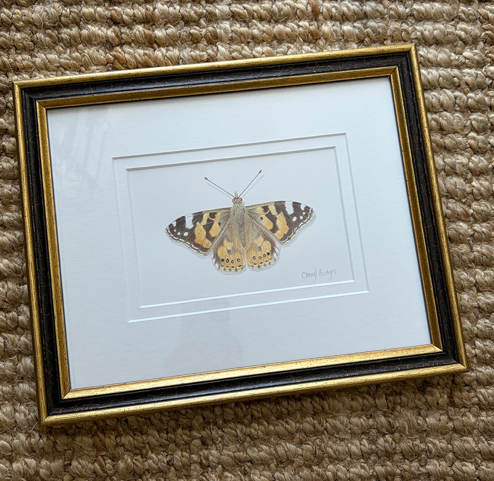 painted lady 3.jpg