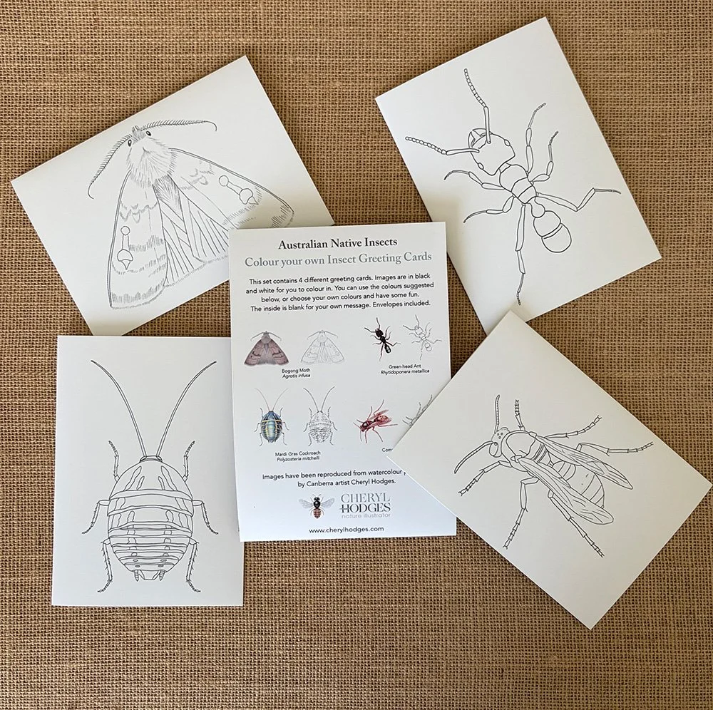 Colour Your Own Cards - Australian Insects