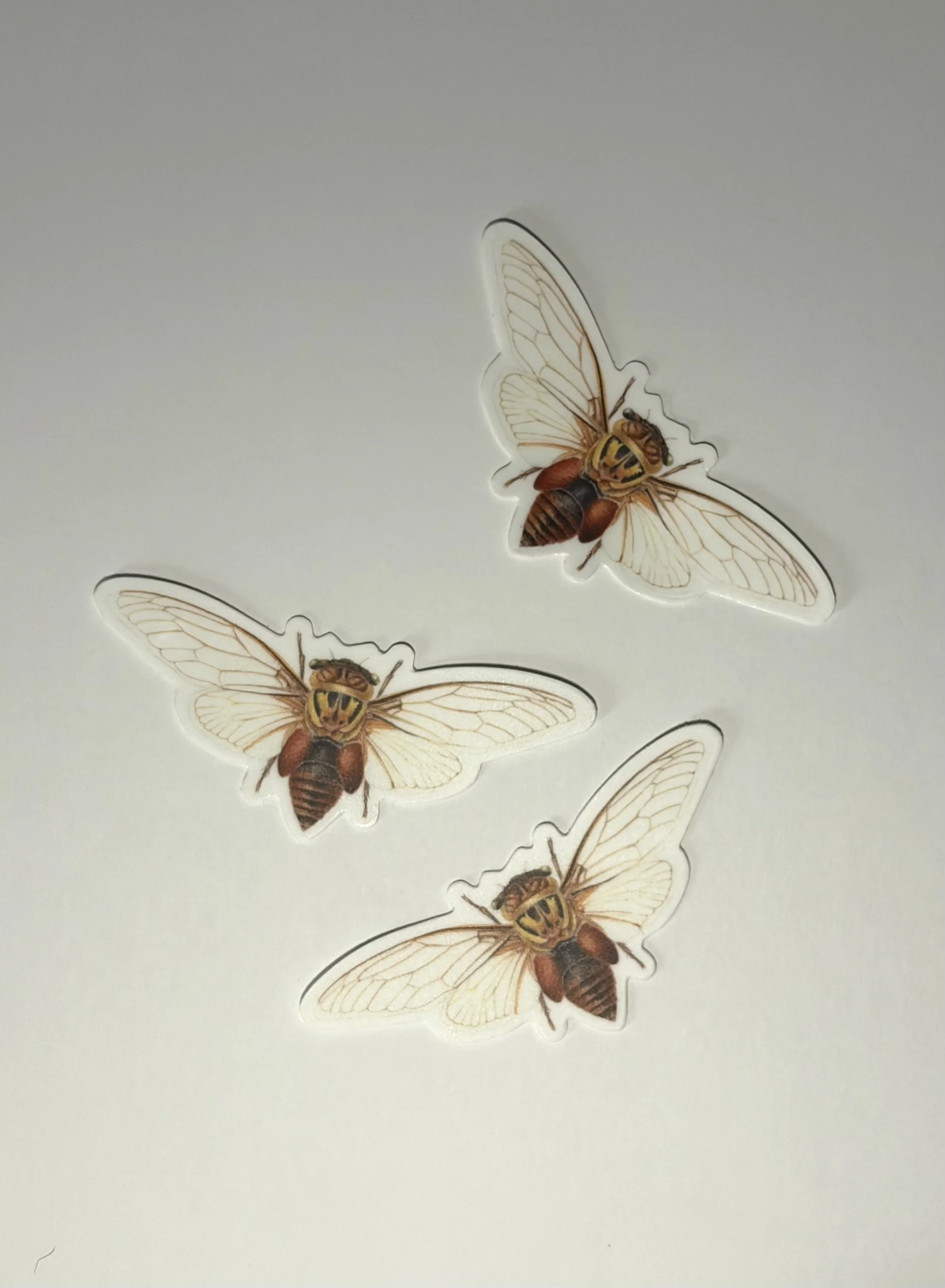 cicada_sticker 2.jpeg