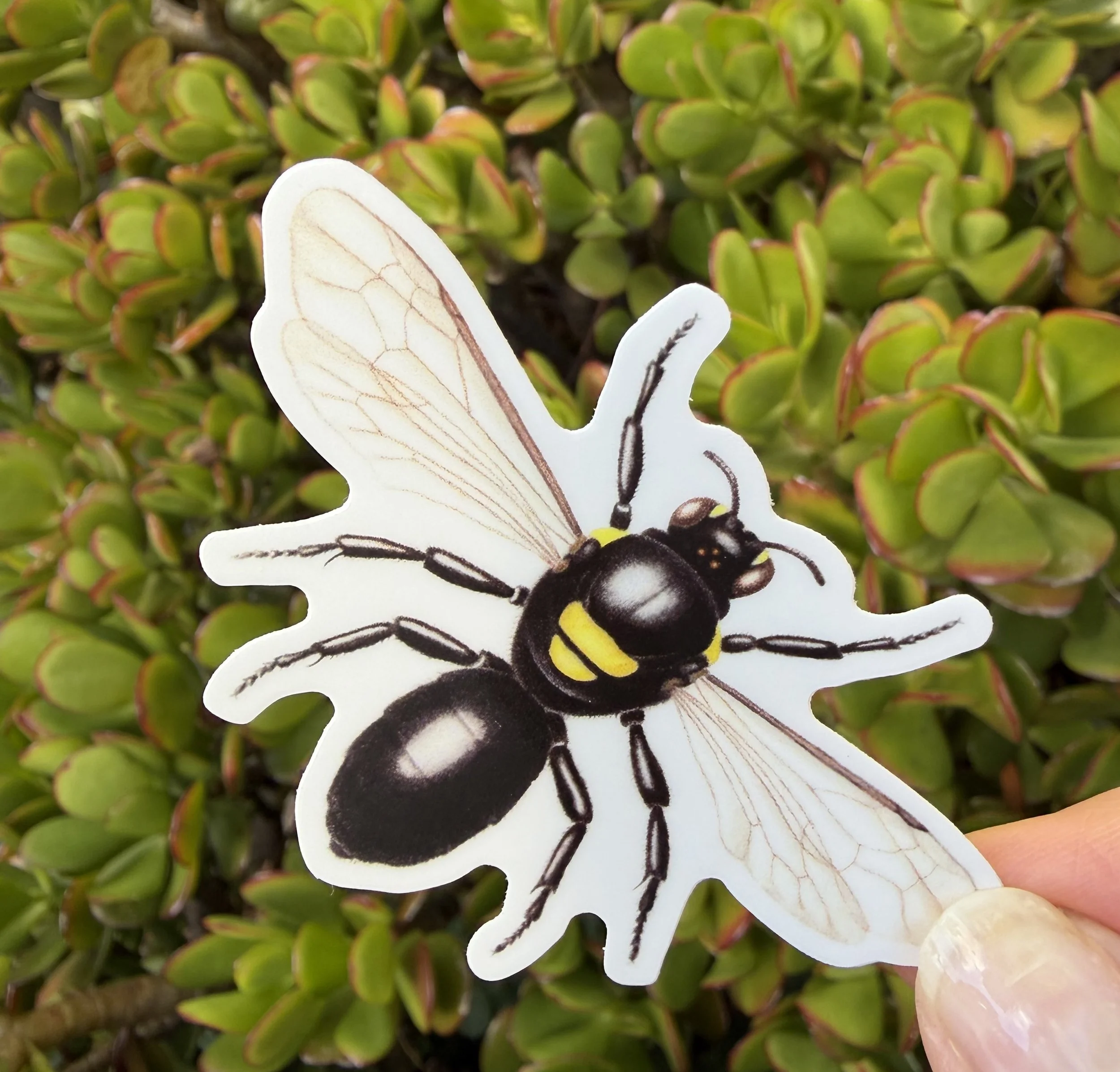 Hylaeus nubilosis (masked bee) Sticker, Australian native bee sticker
