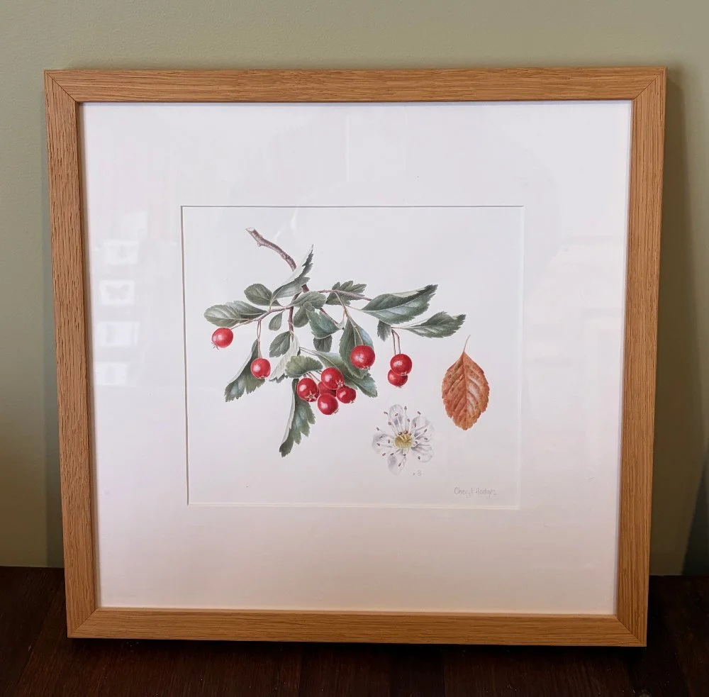 Original watercolour painting - Mexican Hawthorn - Crataegus 'smithiana'