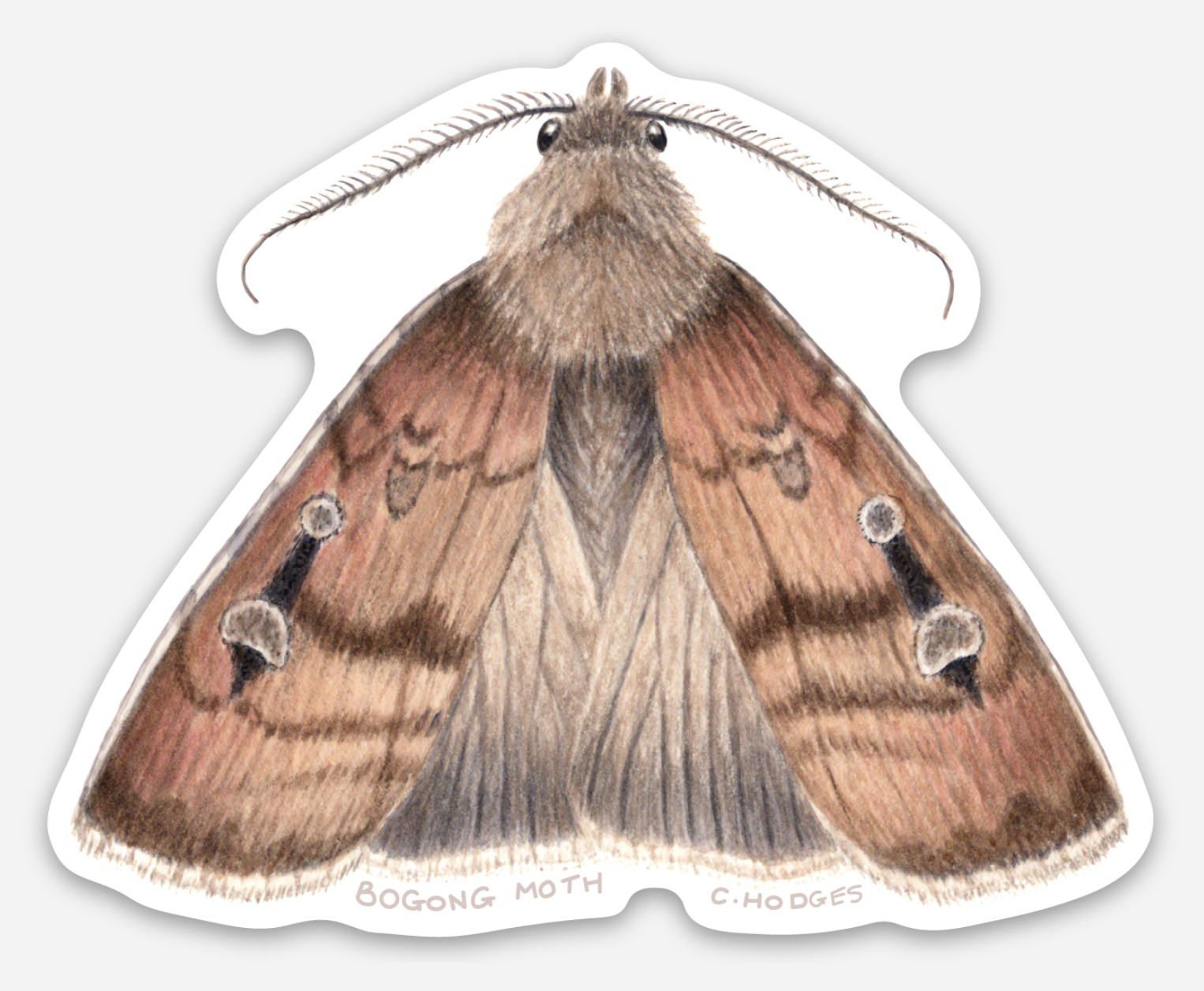 bogong moth sticker single.png