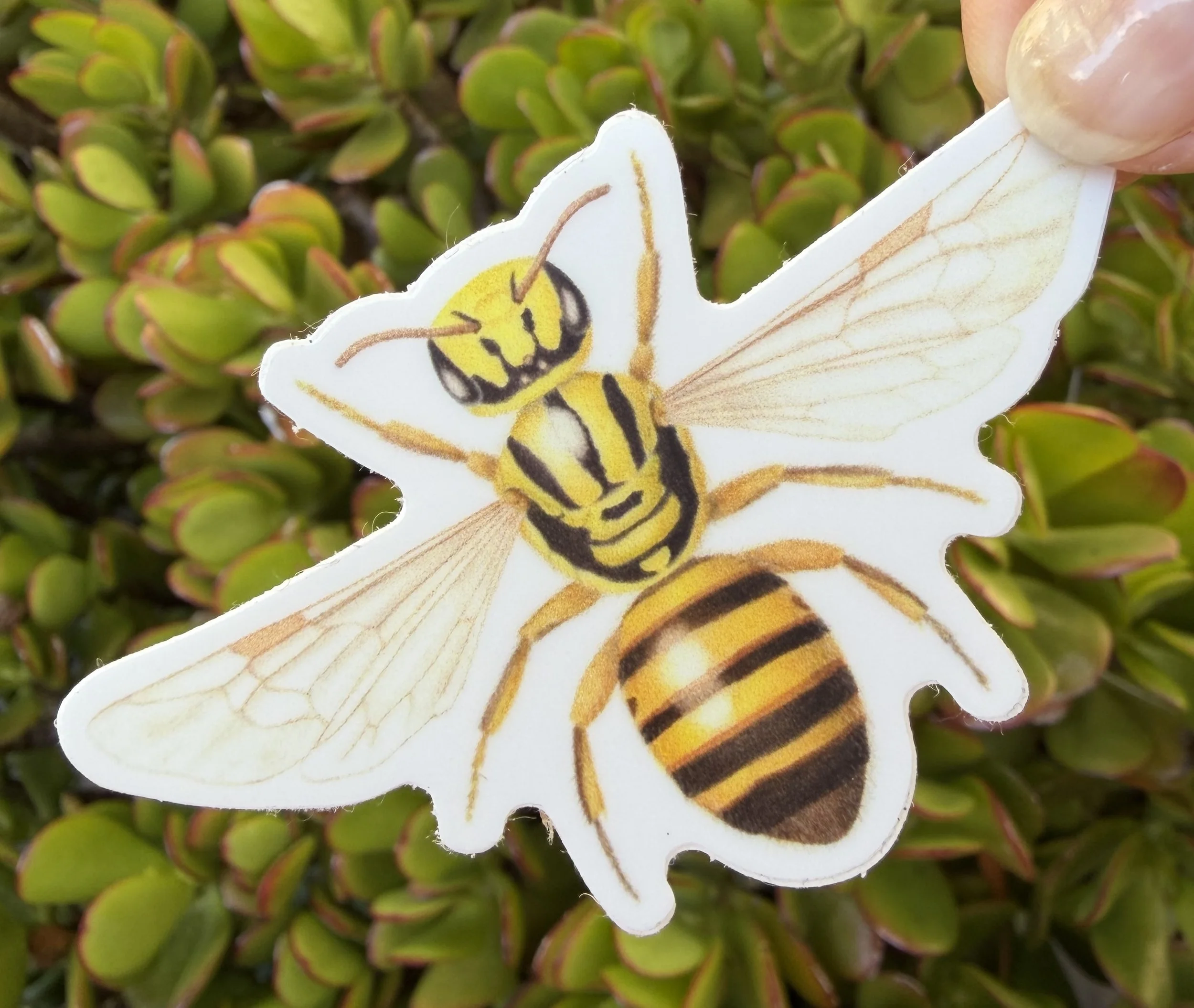 Callohesma flavopicta sticker, Australian native bee sticker