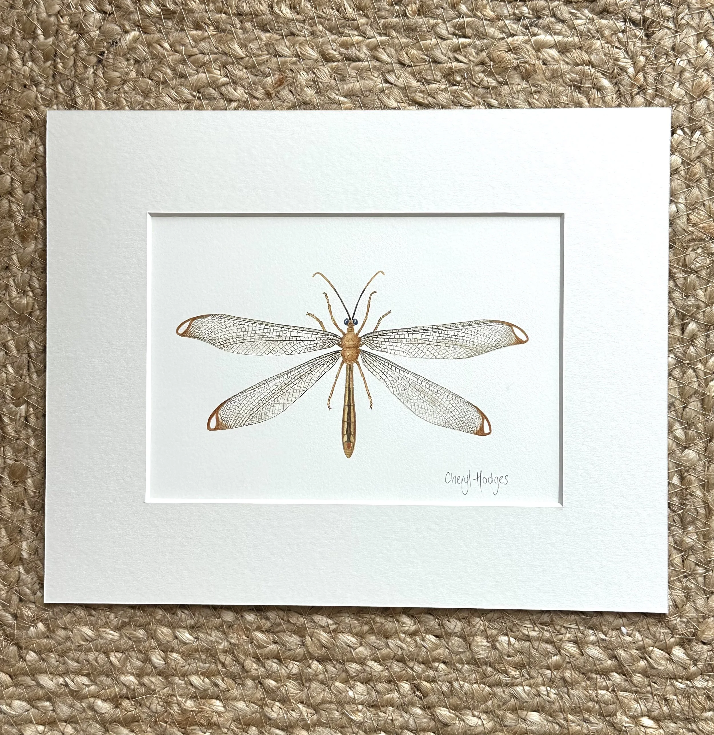 blue eyes lacewing photo 4.jpeg