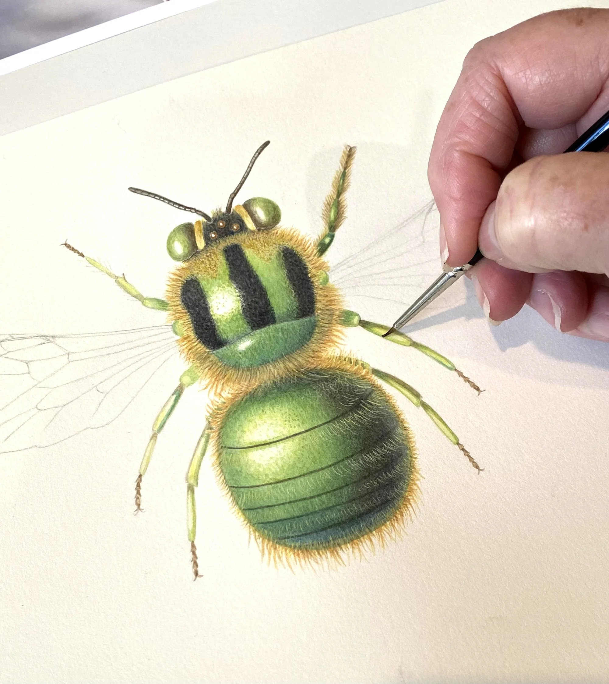 Paint a native bee in watercolour workshop - Eurobodalla Regional Botanic Gardens 8 November 2026