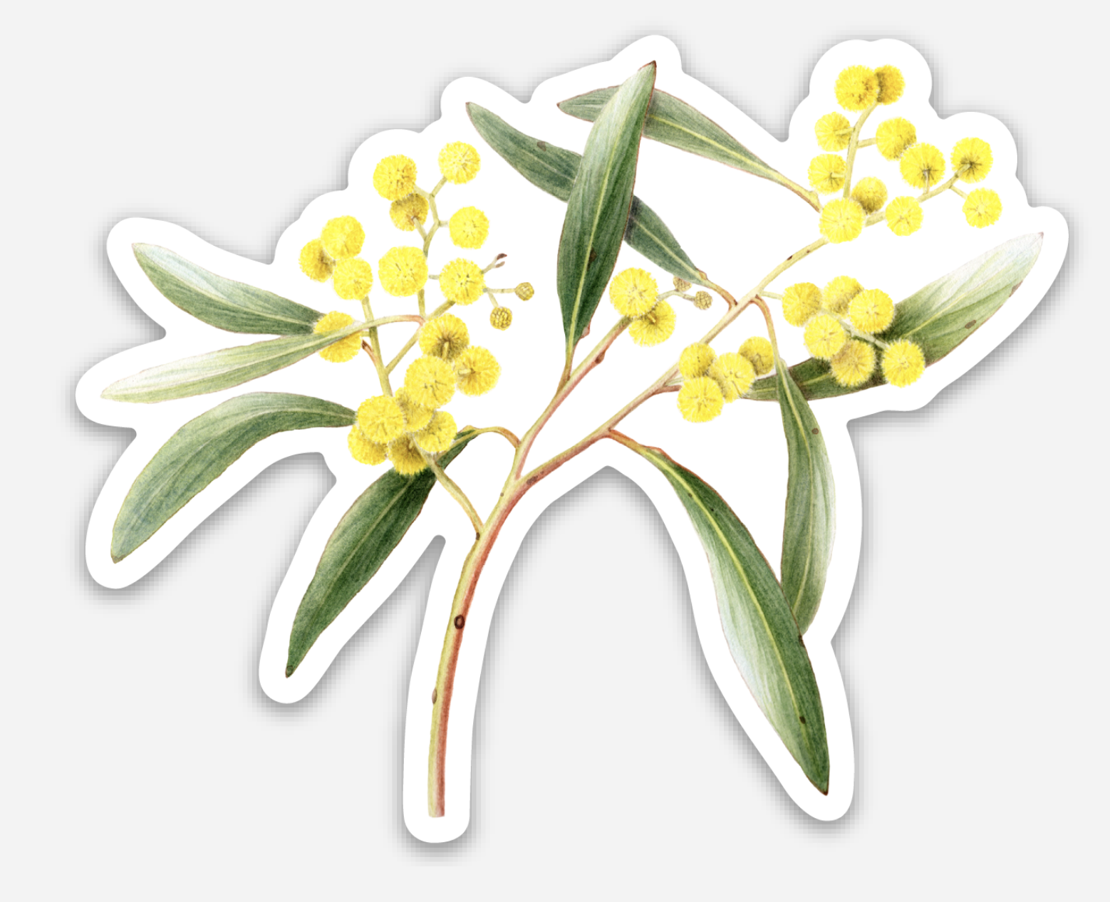 wattle sticker.png (Copy)