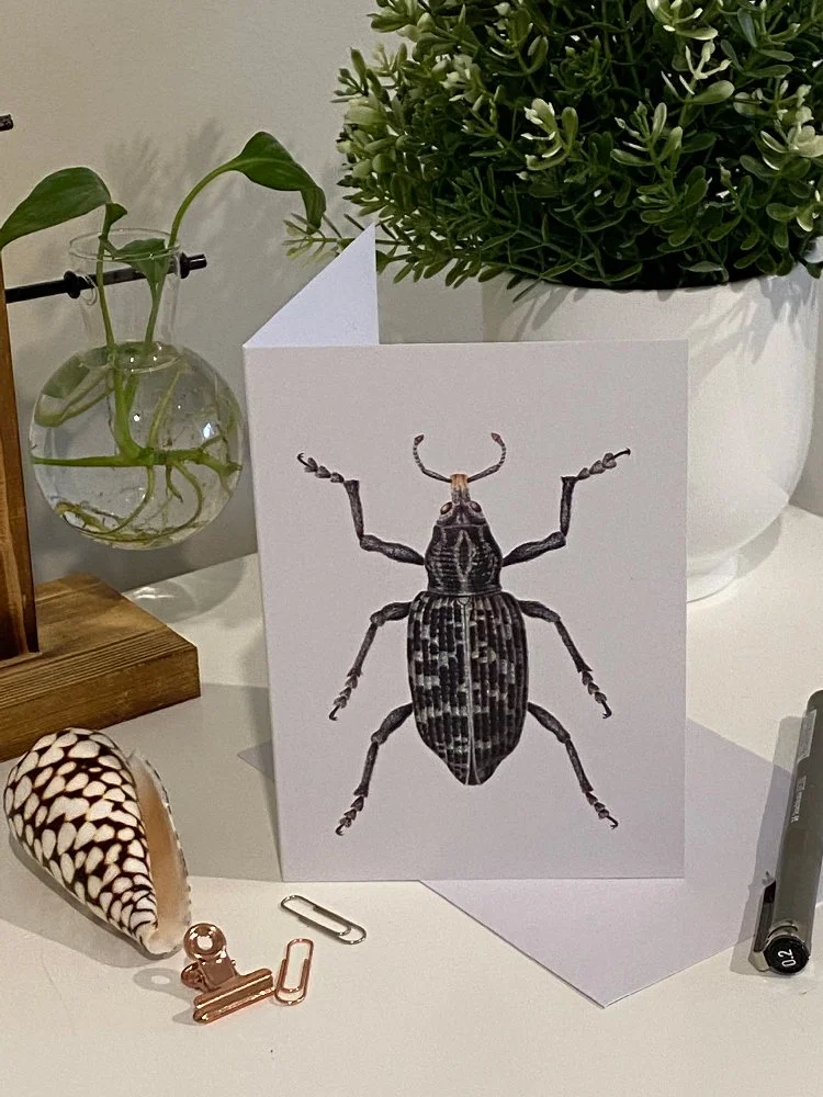 botany-bay-weevil-card-1.jpg