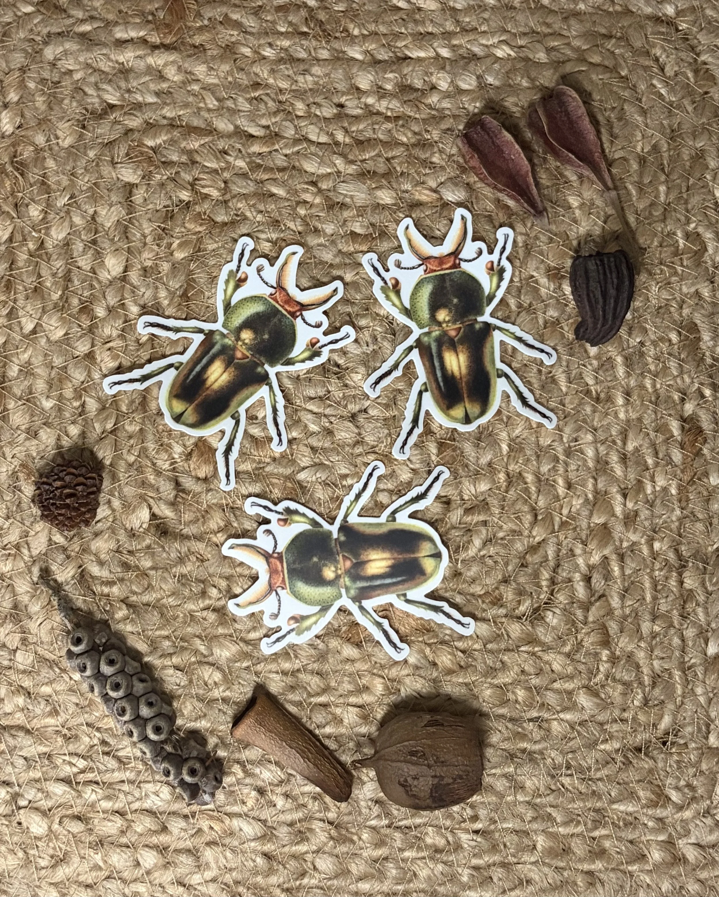 Golden Green Stag Beetle Stickers set of 3, Australian native beetle stickers