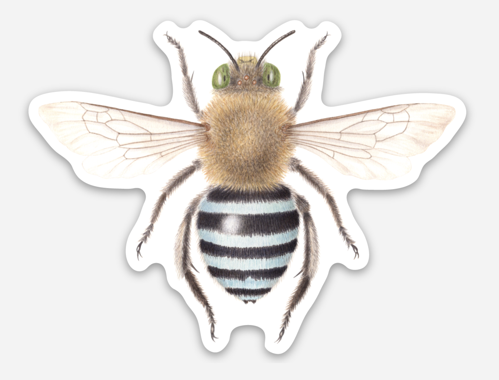 blue banded bee sticker.png