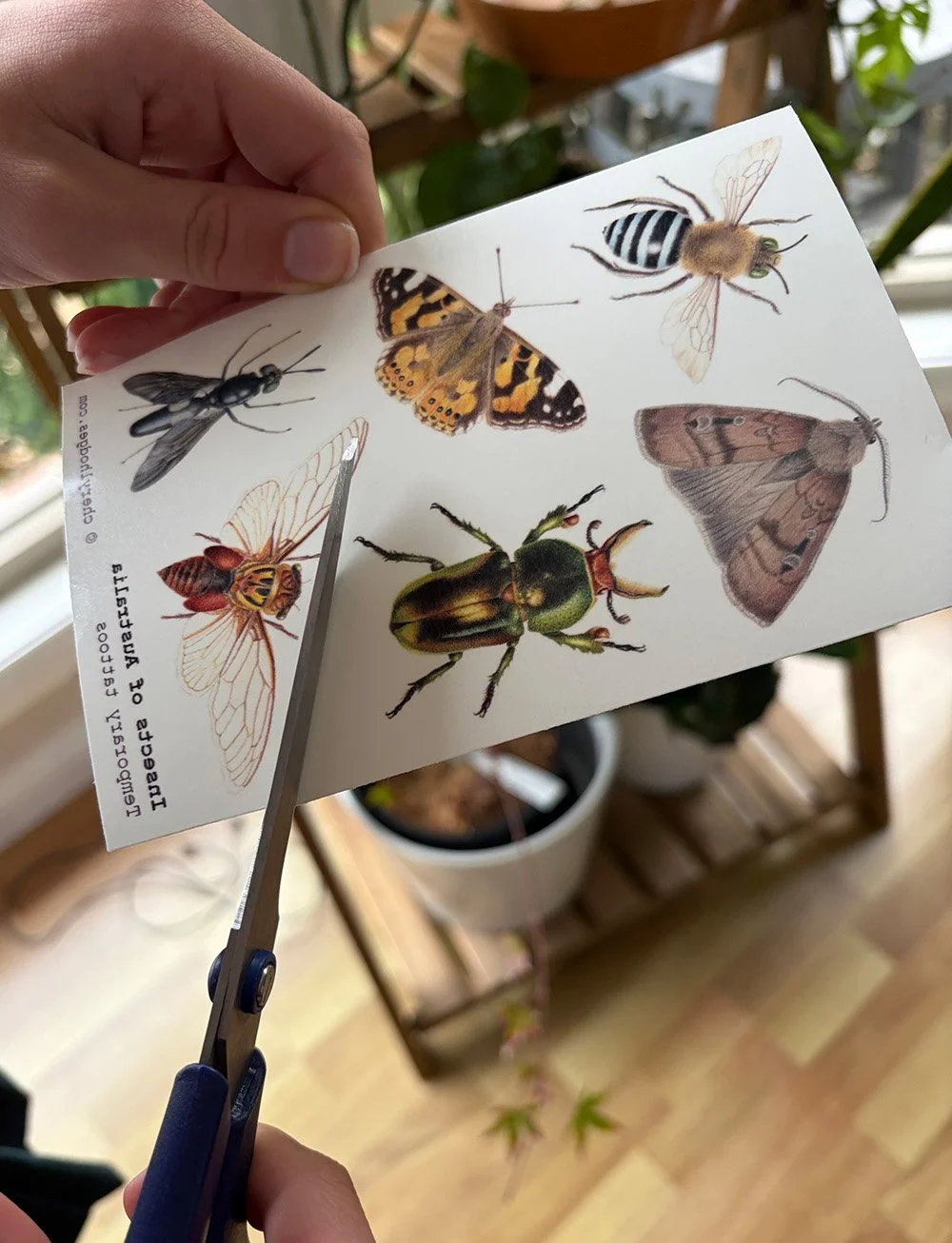 Temporary tattoos sheet - Insects of Australia