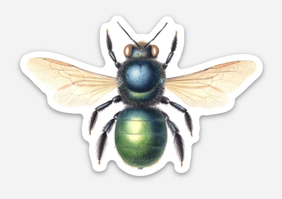 xylocopa female sticker.jpg (Copy)
