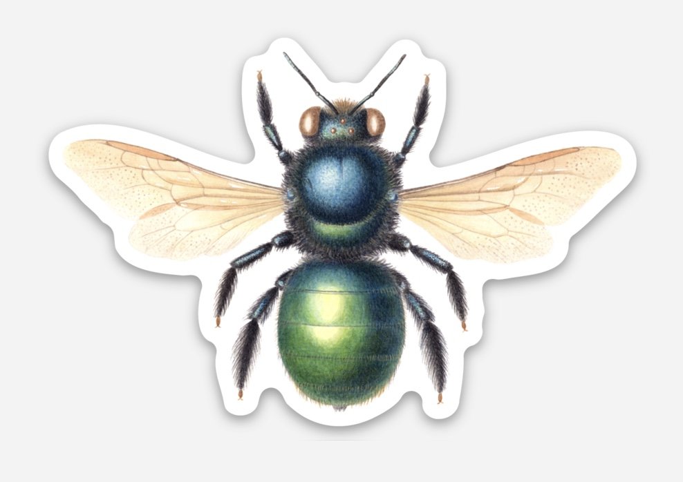 xylocopa female sticker.jpg