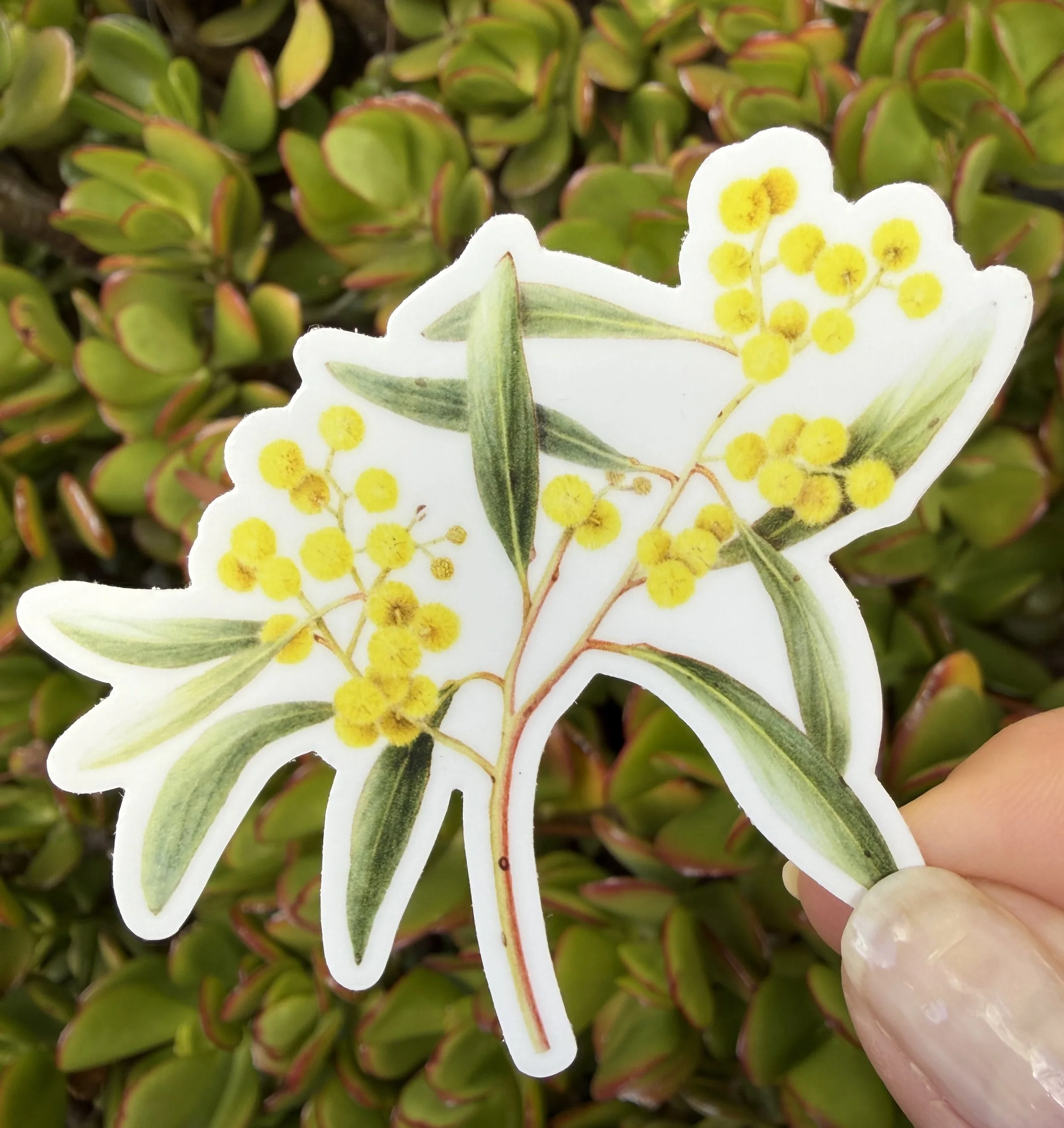 Golden Wattle sticker, Australian native plant sticker