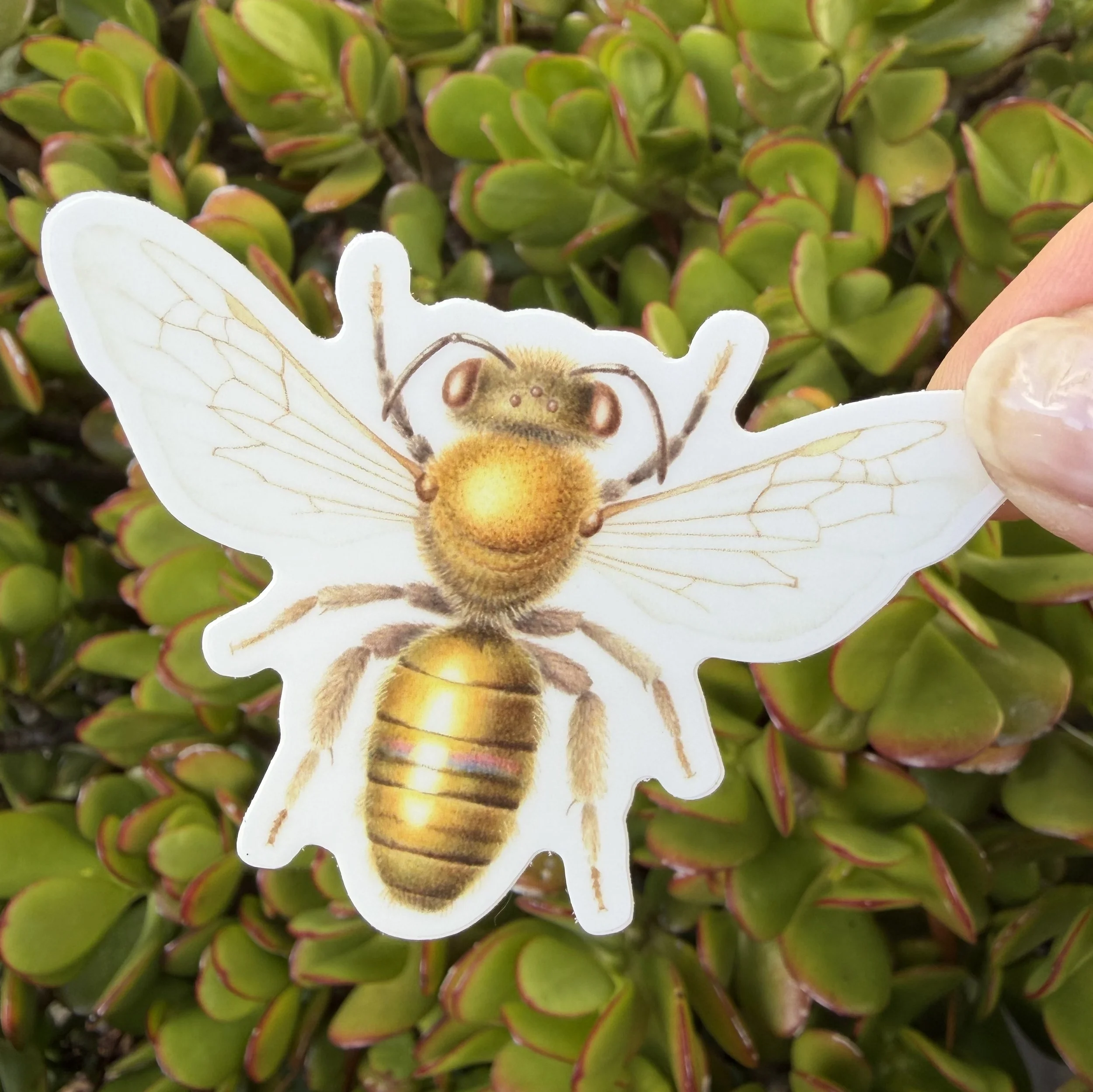 Leioproctus amabilis (Loveable Leioproctus) sticker, Australian native bee sticker