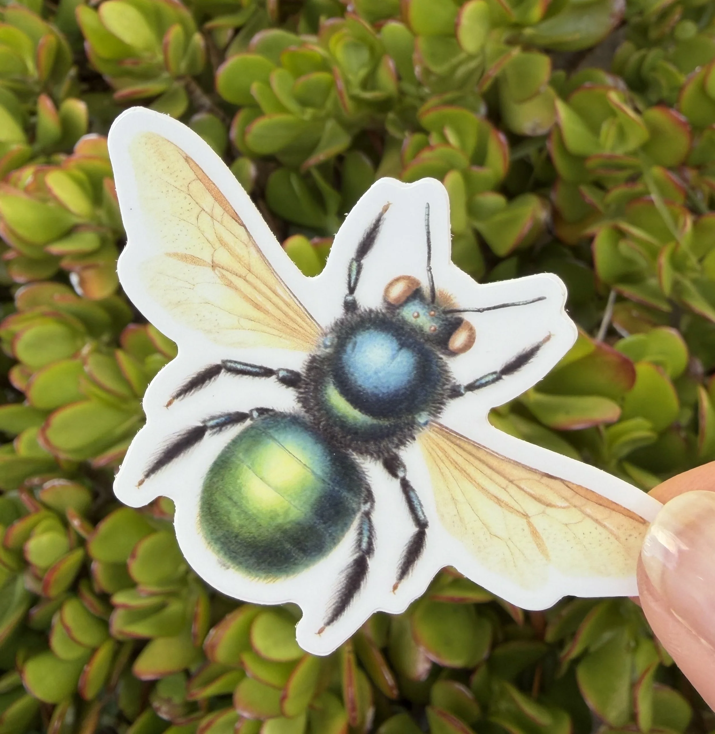Xylocopa aeratus (metallic green carpenter bee) female sticker, Australian native bee sticker