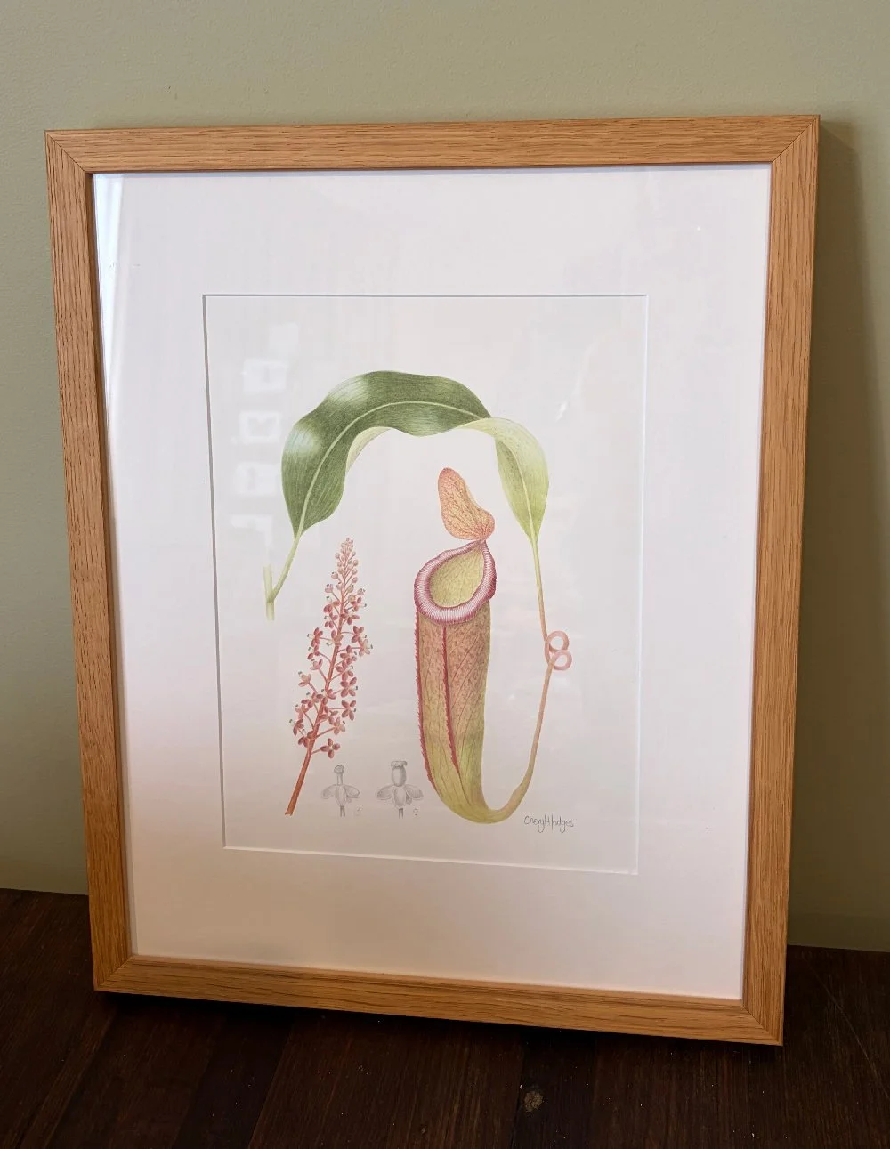pitcher-plant-3.jpg