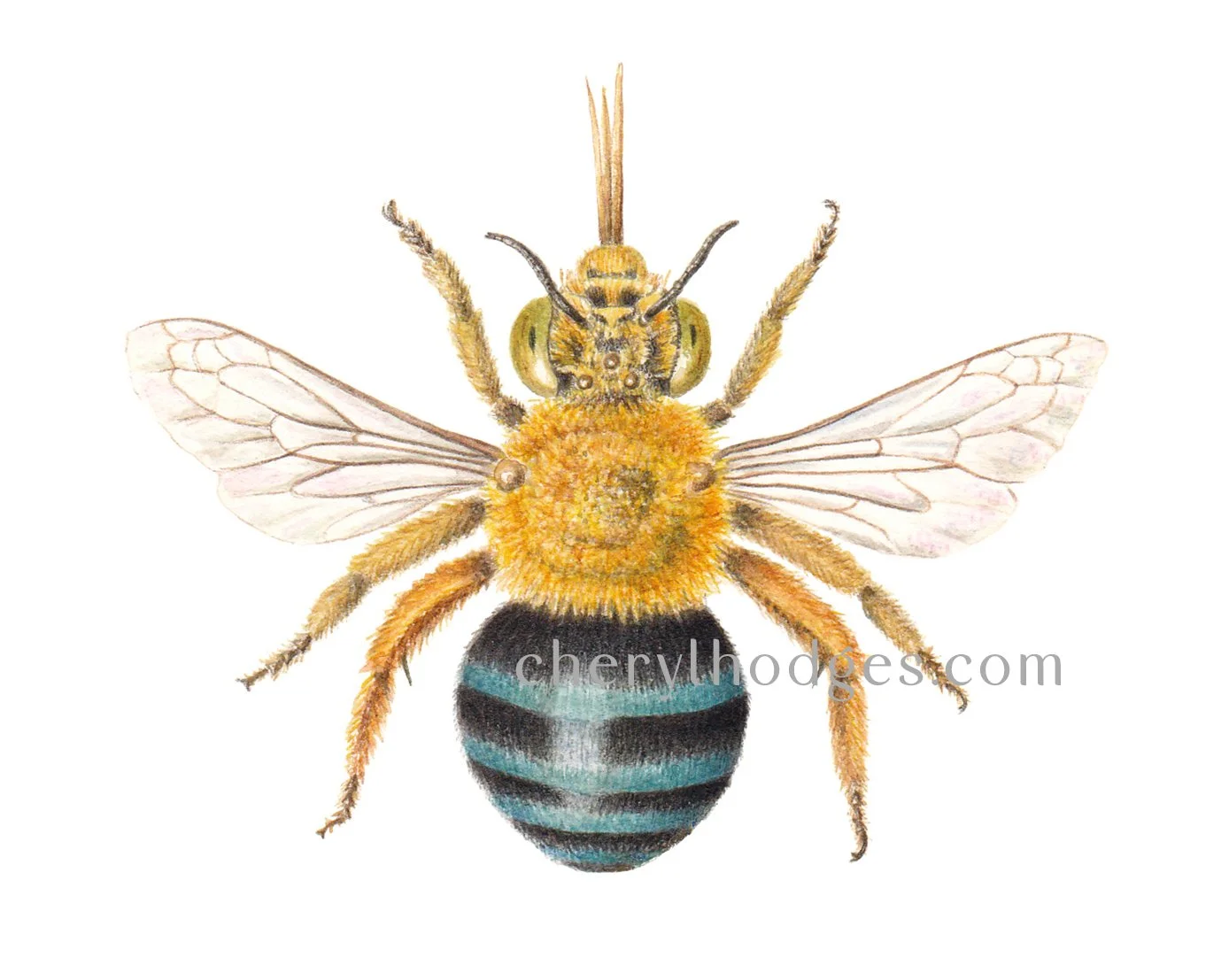 amegilla cingulata wm.jpg