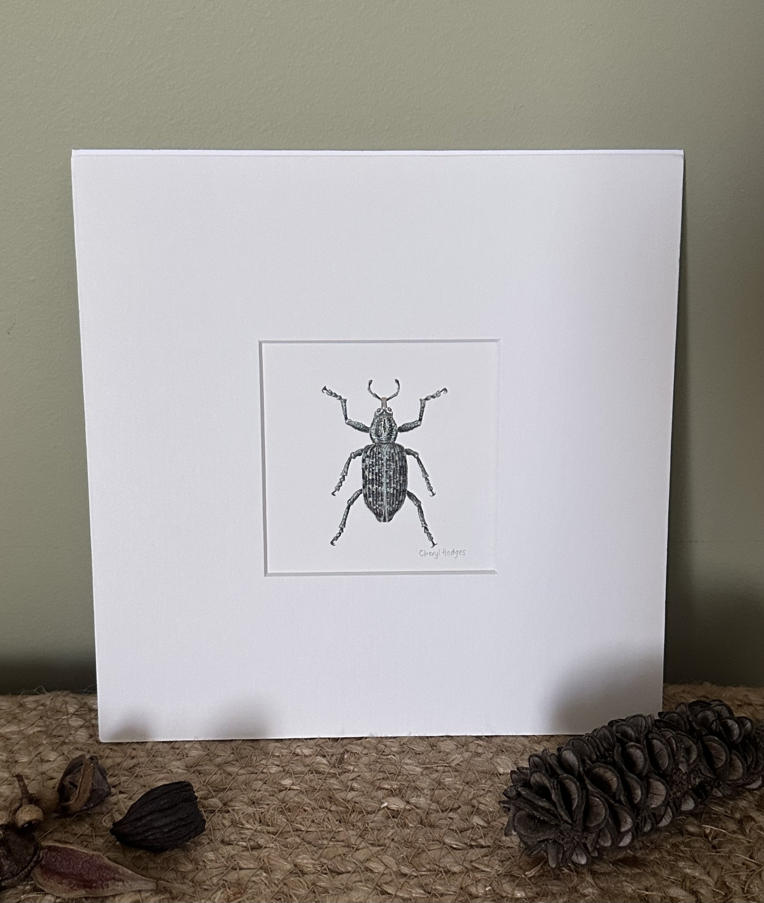 botany bay weevil 3.jpeg