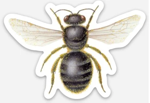 lasioglossum lanarium sticker etsy.jpg